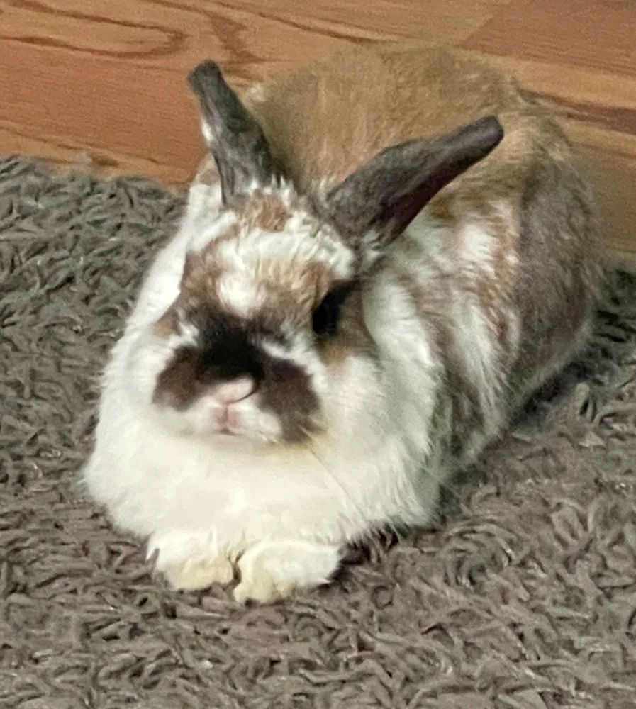 Pixie, a brown-and-white rabbit resting on a rug