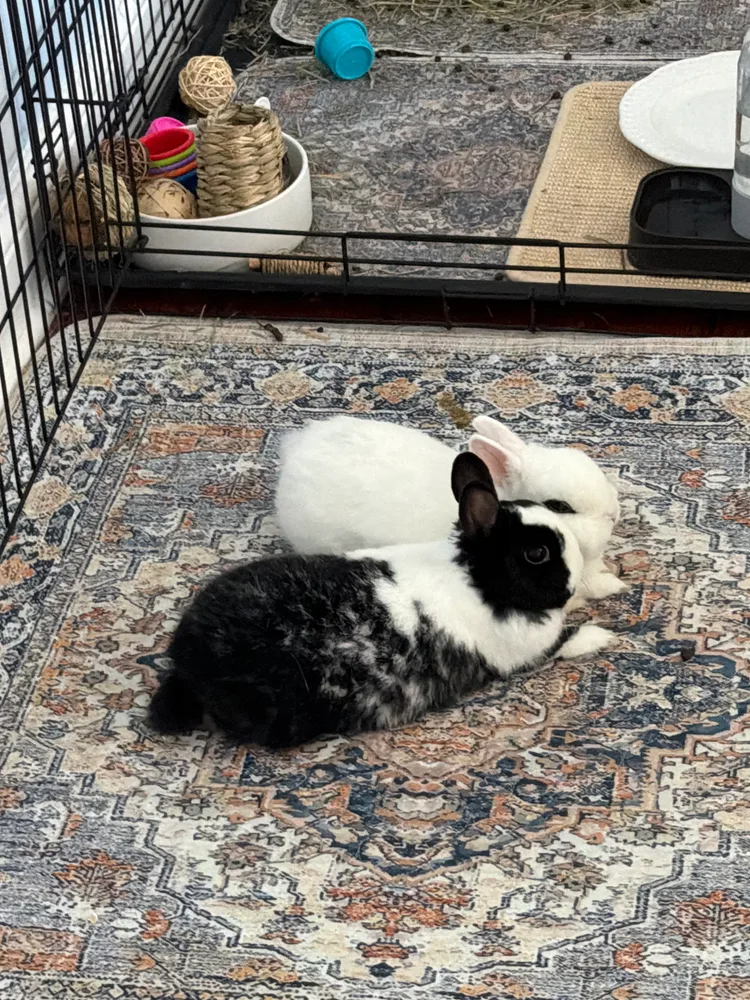 Cloudy and Misty resting together on a rug