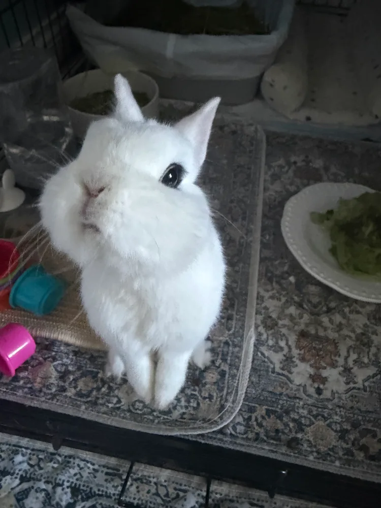 Cloudy, a white rabbit sitting upright