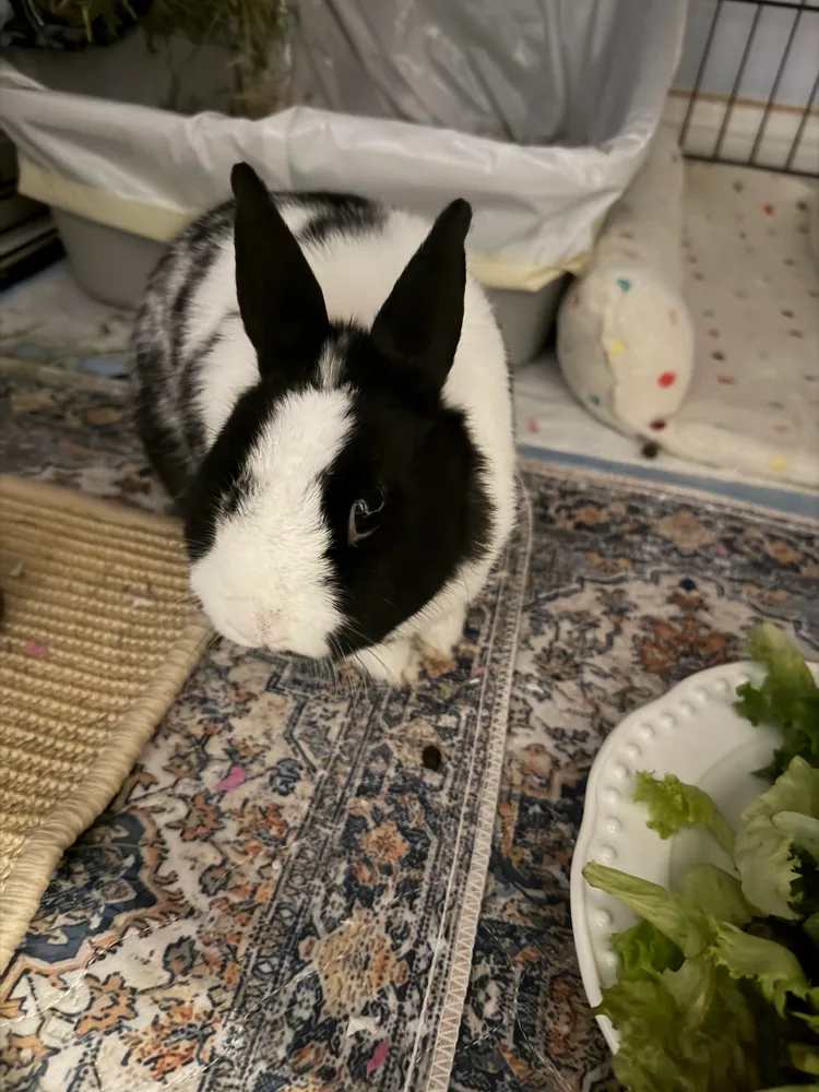 Misty, the black-and-white rabbit