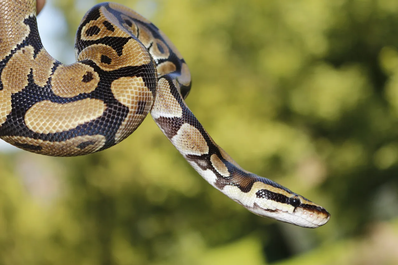 A ball python draped over a branch against a softly blurred green background.