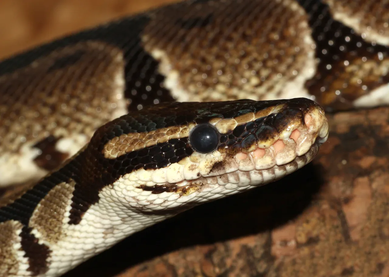 Close view of a ball python’s head and patterned scales.