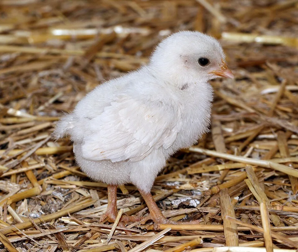 A pale yellow chick standing on straw.