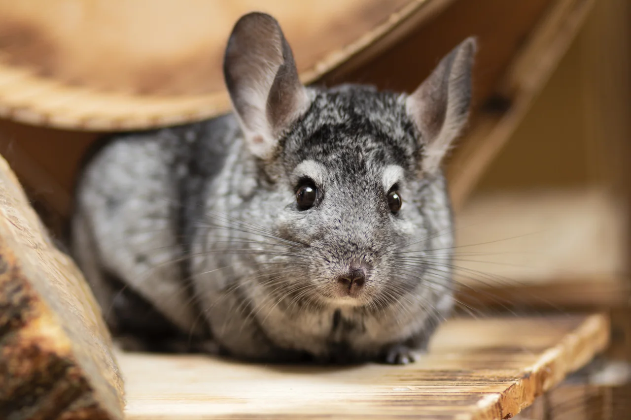 A grey chinchilla resting on a wooden shelf.