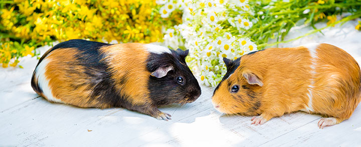A tricolour guinea pig and a golden guinea pig facing each other on a pale wooden surface.