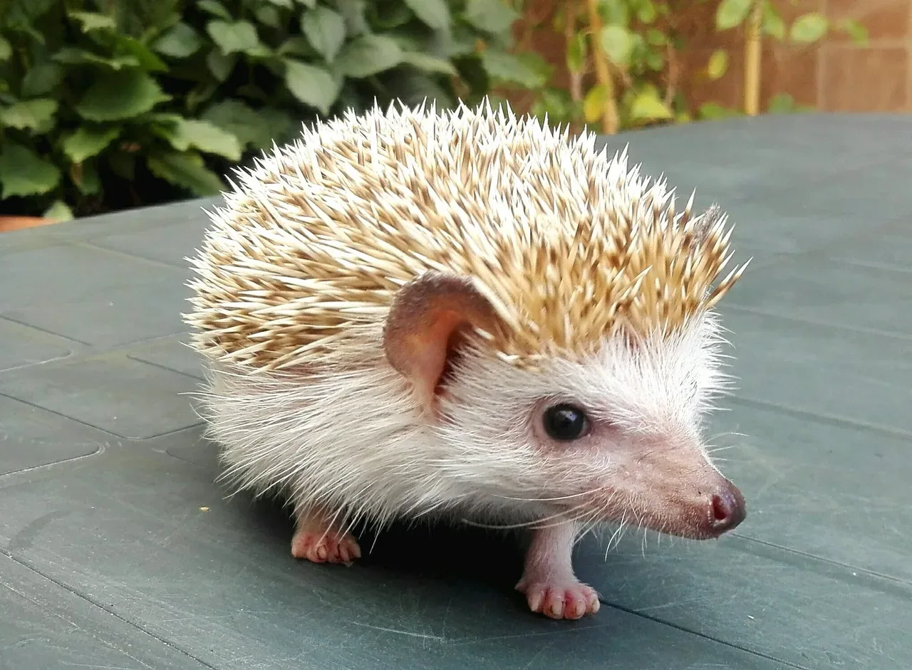 A small pet hedgehog with pale spines on a green surface.