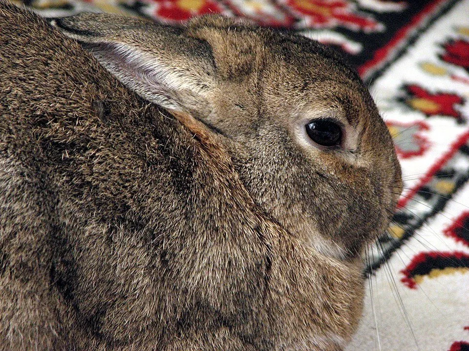 Close view of a grey domestic rabbit on a rug.